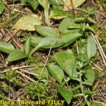 Goodyera repens Облик