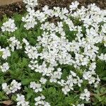 Arabis caucasicaFlower