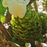 Costus dubius Flower