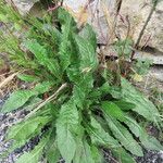 Picris echioides Blatt