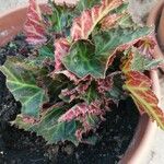 Begonia grandisBlad