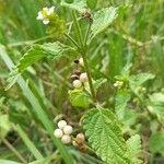 Lantana grisebachii 整株植物