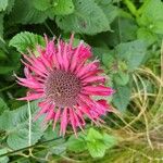 Monarda didyma Flower