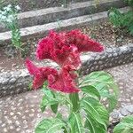 Celosia argentea花