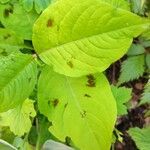 Persicaria virginiana Hoja