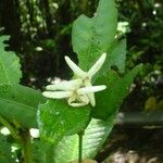 Psychotria microglossa Flower