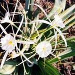 Hymenocallis occidentalis പുഷ്പം