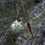 Cephalaria leucantha (L.) Schrad. ex Roem. & Schult.Flor