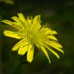 Podospermum laciniatum Flower