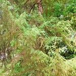 Picea brachytyla Hábito