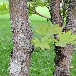 Acer shirasawanum Bark