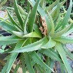 Dyckia brevifolia Лист