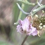 Matthiola fruticulosa Flower