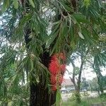 Callistemon viminalis Лист