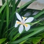 Dietes iridioidesFlower