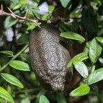 Citrus australasica Fruit