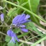 Polygala vulgaris Fleur