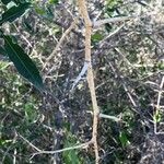 Searsia gueinzii Bark