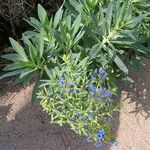 Echium thyrsiflorum Habit