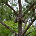 Pinus pungens Fruchs