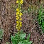 Verbascum densiflorum Habitus