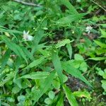 Symphyotrichum lateriflorum পাতা