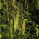 Ostrya carpinifolia Cvet
