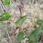 Aristolochia pistolochia Blomst