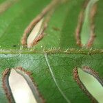 Pteris hamulosa Leaf