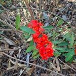 Euphorbia fulgens 花