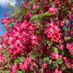 Ribes sanguineumFlors