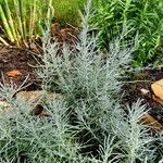 Helichrysum italicum Habit
