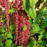 Amaranthus caudatus 花