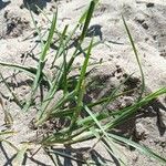 Cenchrus spinifex Feuille