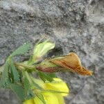 Ononis striata Flower