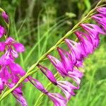 Gladiolus palustrisFlower