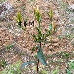 Camellia oleifera Leaf