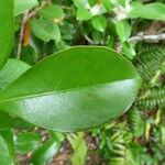 Psidium guineense Лист