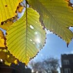 Ulmus americana Hostoa