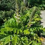 Acanthus spinosus आदत