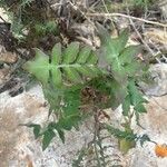 Sonchus tenerrimus Yaprak