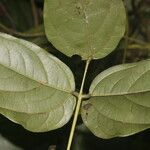 Mucuna mutisiana Feuille