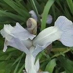 Iris pallida Lorea