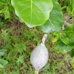 Gardenia ternifolia Fruit