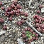 Sedum andegavense 葉