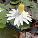 Nymphaea lotus Flor