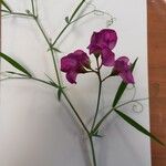 Lathyrus latifoliusFlower