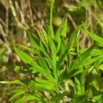 Artemisia vulgaris Folla