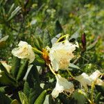 Rhododendron caucasicumFlower