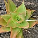 Aloe deltoideodonta Лист